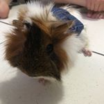 Profile Picture of lorielpiggy (@lorielpiggy) on Instagram