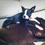 Profile Picture of Stella Jensen (@stella.jensen.boston.terrier) on Instagram