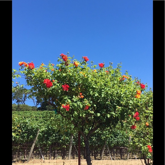 Profile Picture of Lisa Viveiros (@hot_dog1) on Poshmark