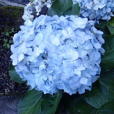 Profile Picture of Walter Tang (@bluewhalen) on Twitter