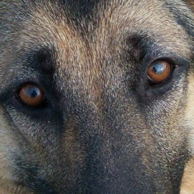 Profile Picture of Eunice Gerloff (@flocktender) on Twitter
