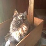 Profile Picture of Shari Hulls (@sharihulls) on Instagram