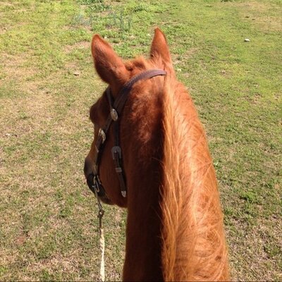 Profile Picture of Carri Lu Scott (@Carri_Lulu) on Twitter