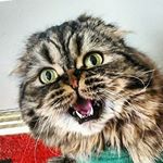 Profile Picture of Rowan the Bruce (@rowan_the_bruce_scottishfold) on Instagram