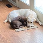 Profile Picture of Mazzie&wriggly (@mazziewriggly) on Instagram
