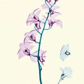 Profile Picture of Lisabelle S (@lisabellejoy) on Pinterest