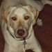 Profile Picture of Kenneth Laliberte (@kennethlalibert) on Pinterest