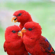 Profile Picture of Amal Mousa (@amalmousa2183) on Youtube