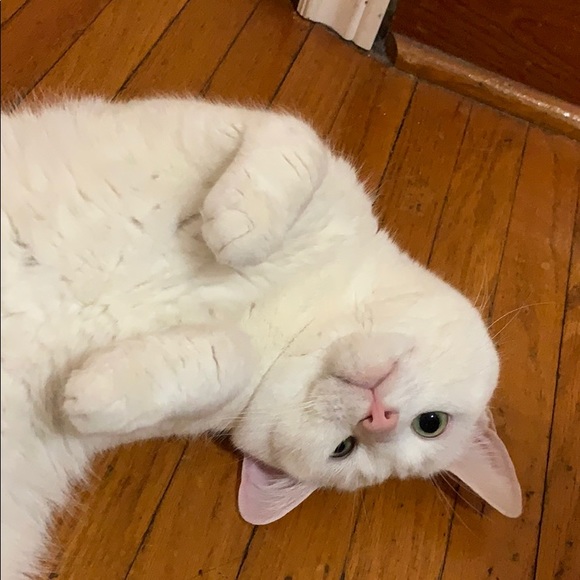 Profile Picture of Shayan Keymanesb (@shayan708) on Poshmark