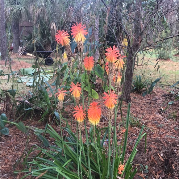 Profile Picture of Amy Howe (@1313howe) on Poshmark