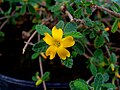 Profile Picture of Turnera diffusa - Wikipediaon Wikipedia