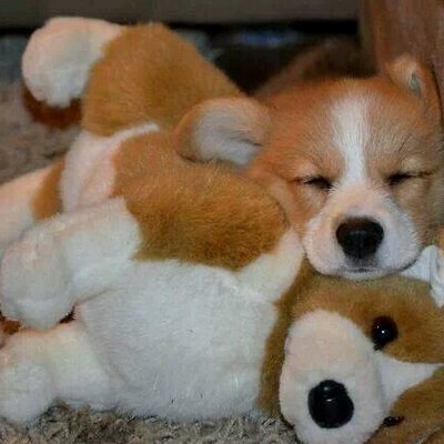 Profile Picture of Chow Tsz Lok (@Chow_Tsz_Lok) on Twitter