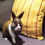 Profile Picture of bridget_buttons (@bridget_buttons) on Instagram