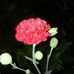 Profile Picture of Amanda Estrada (@amanda.estrada.3994885) on Facebook