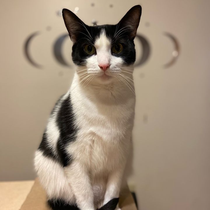 Marshall - Tiktok Profile Picture of Marshall (@marshallthetuxedo) on Tiktok