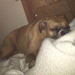 Profile Picture of Buster James Grzesiak/b herbo (@buster.james.grz) on Instagram