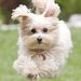 Profile Picture of Mitzi Keating (@doghappy23) on Pinterest