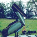 Profile Picture of Jo Haskins (@babajoey) on Instagram