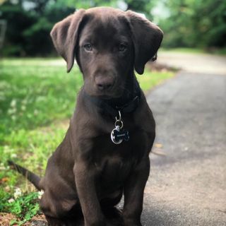 Profile Picture of Nick Pomarico (@nickp4418) on Instagram
