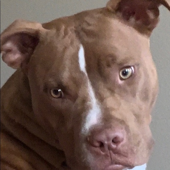 Kim Aquiningoc - Poshmark Profile Picture of Kim Aquiningoc (@akanino) on Poshmark