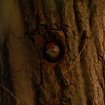 Profile Picture of Ross James-heyes (@rossa_james) on Flickr