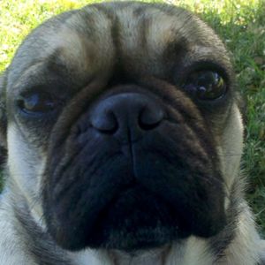 Profile Picture of Tammy Haves (@rufussandme) on Myspace