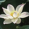Profile Picture of Buddy Young (@Lotus Planter) on Flickr