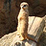 Profile Picture of Bryant Lee (@Meerkats Don't Lie) on Flickr