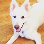 Profile Picture of Caesar (@caesarthewhitegermanshepherd) on Instagram