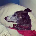 Profile Picture of Nate Benjamin Brennan (@mozzisdabro) on Instagram