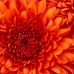 Profile Picture of Kenneth Farias (@kenneth.farias.581) on Facebook