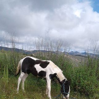 Profile Picture of Felix Vasques (@felix.vasques.988) on Facebook