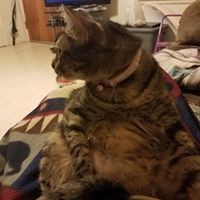 Profile Picture of Cheryl Wyatt (@cheryl-wyatt-4) on Quora