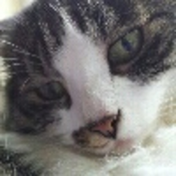 Profile Picture of Skyler Stierle (@victoriancloud) on Poshmark