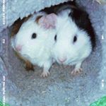 Profile Picture of Rosa, Priscila e Valentina (@rosapriscilavalentina) on Instagram