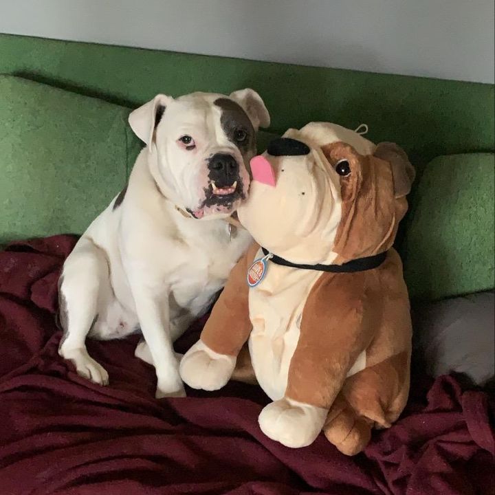 Profile Picture of Bob Ringer (@short.for.salami) on Tiktok