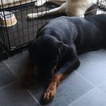 Profile Picture of christopher trotman (@trotty46) on Instagram