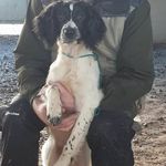 Profile Picture of Dave Rayner (@doggiedave1) on Instagram