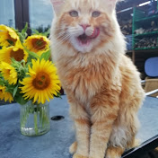 Profile Picture of Debbie Heath (@debbieheath-wn6qm) on Youtube