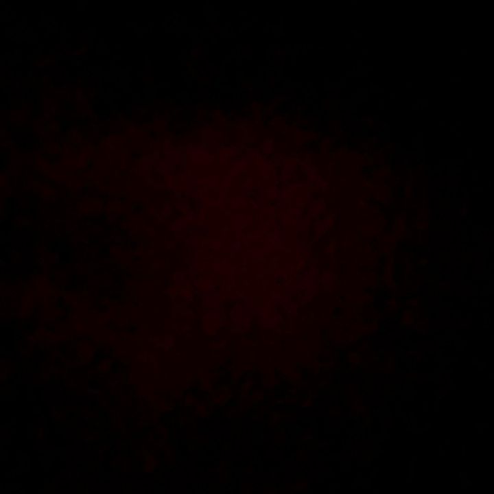 Profile Picture of Lisa Longhin (@lisalonghin) on Tiktok