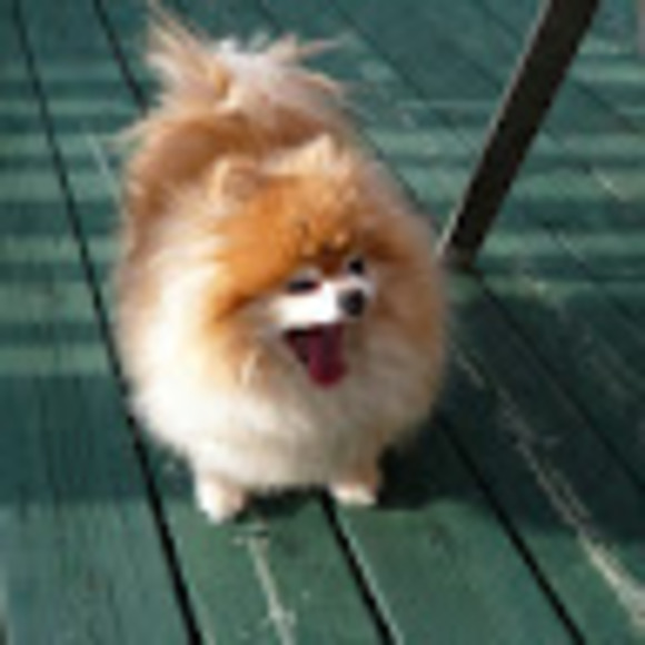 Profile Picture of Ken Wong (@kenw831) on Poshmark