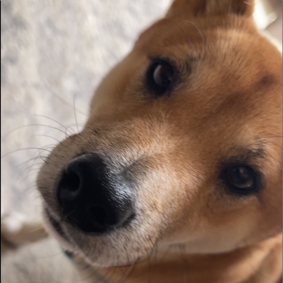 Profile Picture of Darren Fitzpatrick (@darefitz10) on Poshmark