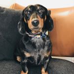 Profile Picture of GinoRocco (@ginorock_officinacanina) on Instagram