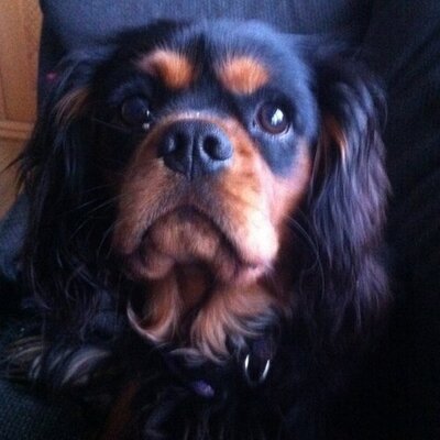 Profile Picture of David Loveday (@AutumnFox467) on Twitter