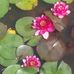 Profile Picture of Harold Shupe (@harold.shupe.73) on Facebook