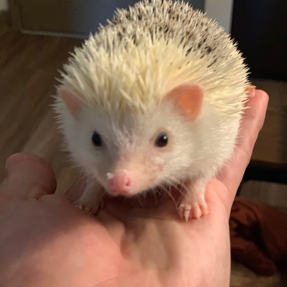 Profile Picture of Corey Torres (@ctorres1120352) on Poshmark