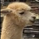 Profile Picture of Carl Cheung (@c.cheung_) on Instagram