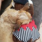 Profile Picture of Tracer the Border Terrier (@tracer.pup) on Instagram