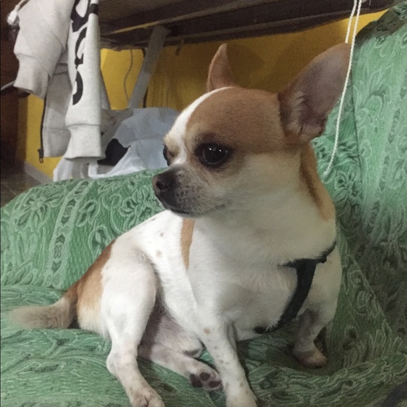 Profile Picture of Pasquale Pagano (@thiago2001) on Poshmark