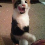 Profile Picture of Rabi'yah Bobbie Daugherty (@rabiyahdaugherty) on Instagram